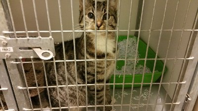 Kat in koffer in warenhuis achtergelaten