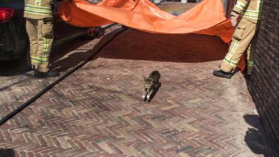 Brandweer jaagt kat uit de boom met waterstraal