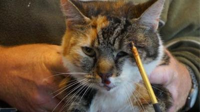 Man die pijl in kop kat schoot wilde vogels beschermen