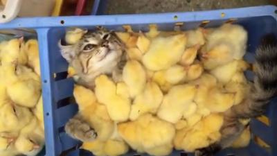 Mannendroom komt uit voor kater tussen &#039;lekkere kipptjes&#039;