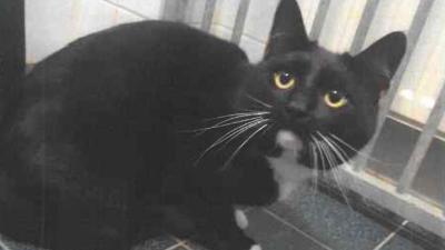 Kat aangetroffen in dichtgeplakte doos