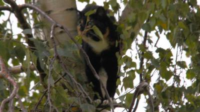 Brandweer haalt kat uit de boom