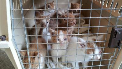 Tiental kittens gedumpt in Den Haag