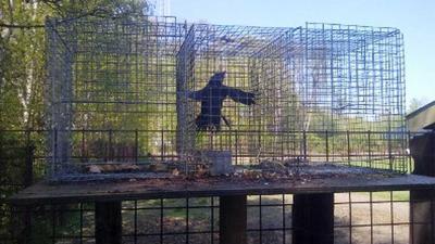 Foto van kauw in kooi | Politie