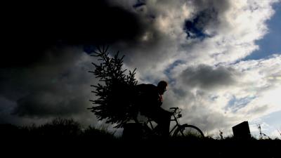 Vijf kerstboomdieven aangehouden