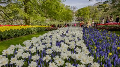 Foto van Keukenhof