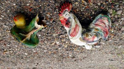 NVWA: Hygiënisch werken blijft aandachtspunt voor pluimveeslachthuizen