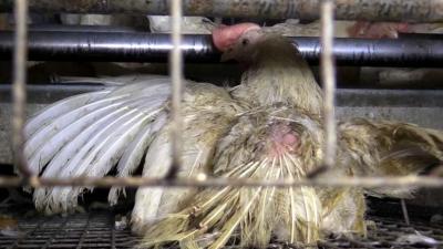 Animal Rights toont opnieuw schokkende beelden dierenleed in België