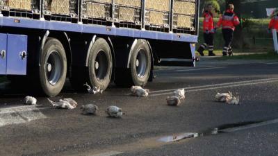 Vrachtwagen met kippen raakt in brand in Nieuw Schoonebeek
