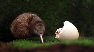 Eerste kiwi kruipt uit Nederlands ei