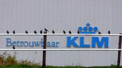 klm-hangar-vogels-betrouwbaar