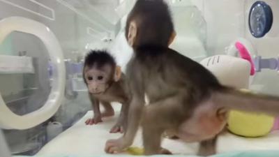 Klonen van apen is China gelukt. Wanneer volgt de mens