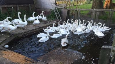 NVWA neemt 87 jonge knobbelzwanen in beslag