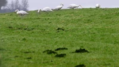 knobbelzwanen-weiland