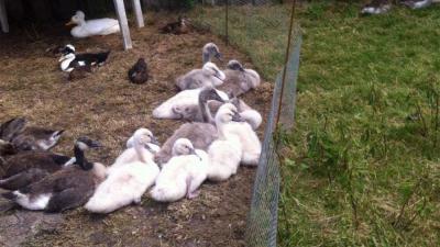 NVWA neemt 10 jonge knobbelzwanen in beslag bij zwanendrifter