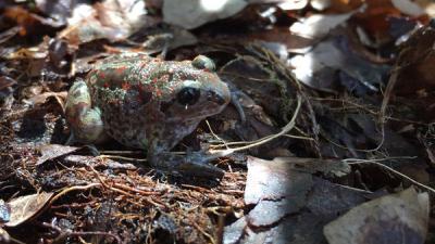 artis, uitzetten, knoflookpadden