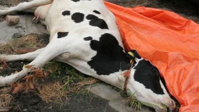 Veewagen met 300 kalfjes kantelt op A16, tientallen kalfjes dood 