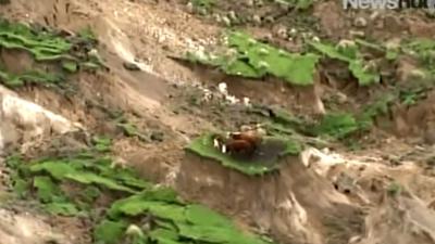 Boer weet door aardbeving getroffen koeien Nieuw-Zeeland te redden