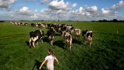 Utrecht stelt 0,45 miljoen euro beschikbaar voor jonge boeren