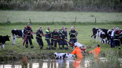 Vier koeien uit Kromme Rijn gered door brandweer