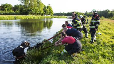 Drie koeien te water in Boxtel