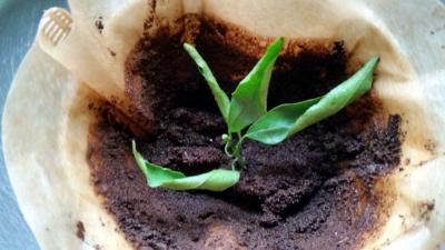 Koffiedrab Rotterdamse ambtenaren wordt voeding voor plantjes