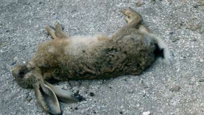 Mysterieus virus doodt massaal konijnen