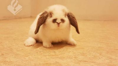 Politie Krimpenerwaard sluit konijn op in politiecel 