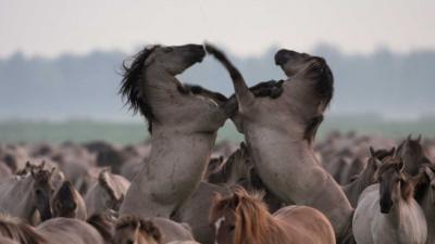 Boete voor bijvoeren wilde dieren Oostvaardersplassen