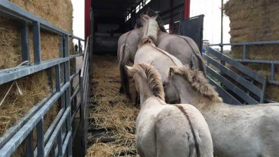 konikspaarden-transport