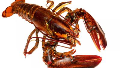 Jumbo stopt met verkoop van levende kreeften na protesten PvdD Utrecht