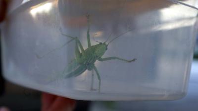 Krekels maakte 300 miljoen jaar geleden als eerste geluid, maar niemand kon dat horen