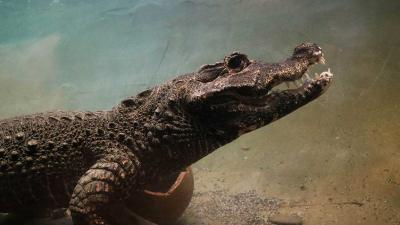 Krokodillen ontmoeten elkaar voor het eerst in DierenPark Amersfoort 