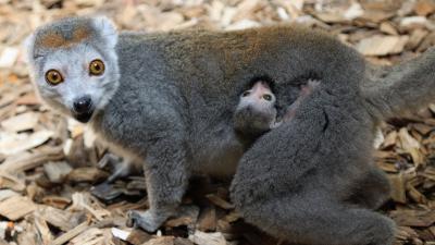kroonmaki geboren in DierenPark Amersfoort