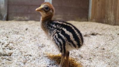 kasuaris uit ei gekropen in DierenPark Amersfoort