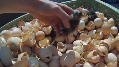 Animal Rights toont opnieuw undercoverbeelden van dierenleed kippenkwekerijen