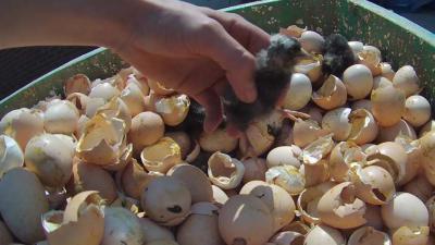 Animal Rights toont opnieuw undercoverbeelden van dierenleed kippenkwekerijen