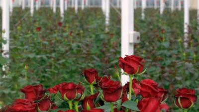 Vier bloemenkwekerijen van coöperatie FloraHolland platgebrand en vernield
