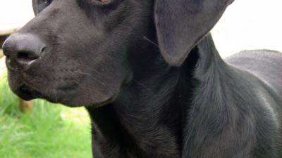 Universiteit Maastricht stopt dierproeven met honden