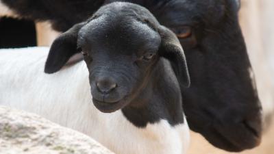 Foto van zwarkop lammetje met moeder