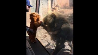 Baby-'welpje' trekt aandacht leeuwin in dierentuin