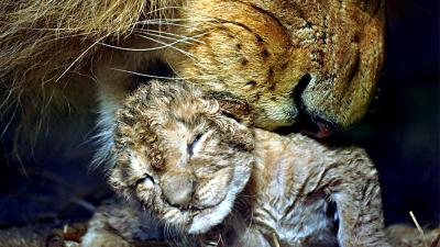 Foto van leeuwin met pasgeboren welp | GaiaZOO