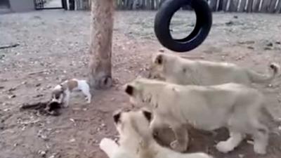 Klein hondje bijt goed van zich af tegenover drie leeuwen
