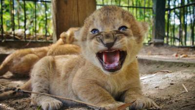 Drieling leeuwenwelpjes geboren in Safaripark Beekse Bergen!
