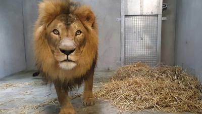 Internationale samenwerking cruciaal voor behoud leeuwenpopulaties