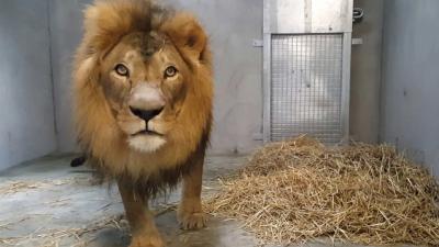 Imposante mannetjes leeuw Dukat aangekomen in DierenPark Amersfoort