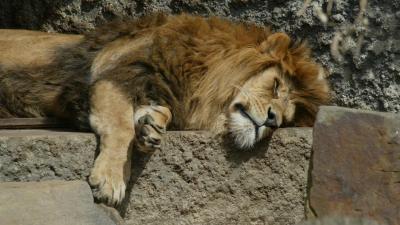 Iconische leeuw overleden in ARTIS