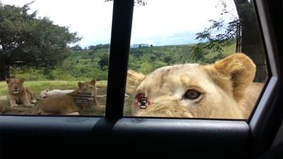 Zo simpel opent een leeuw een autodeur