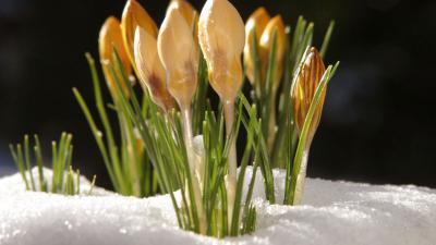 Lente in natuur al begonnen