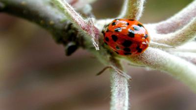 lieveheersbeestje-plant